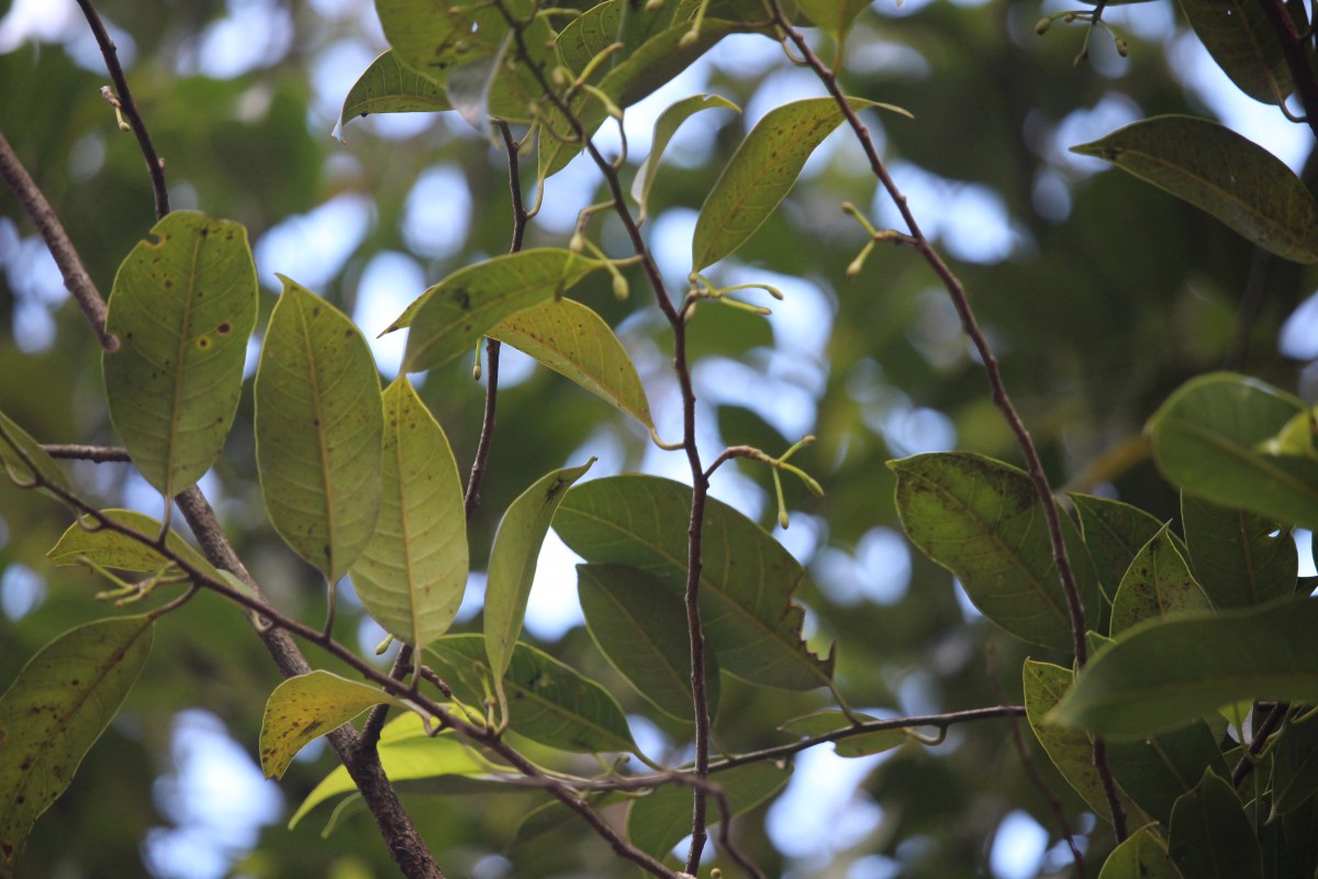 Myristica fragrans Houtt.